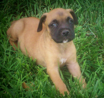 Oakley
