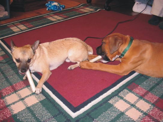 Oakley's buddy Cujo