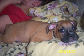 Oden is ready for bed
