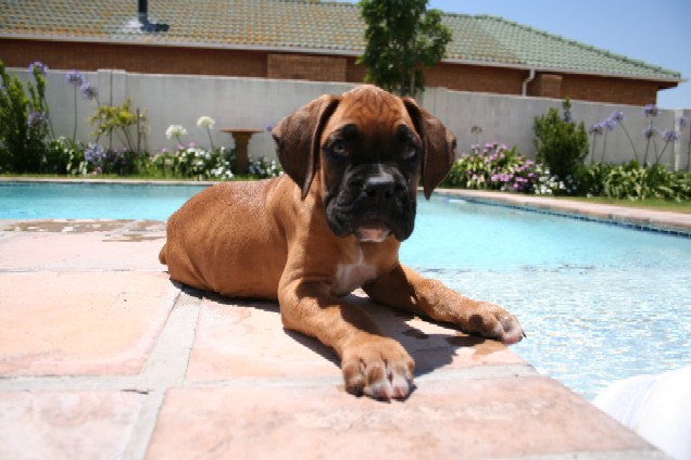 Odie 1