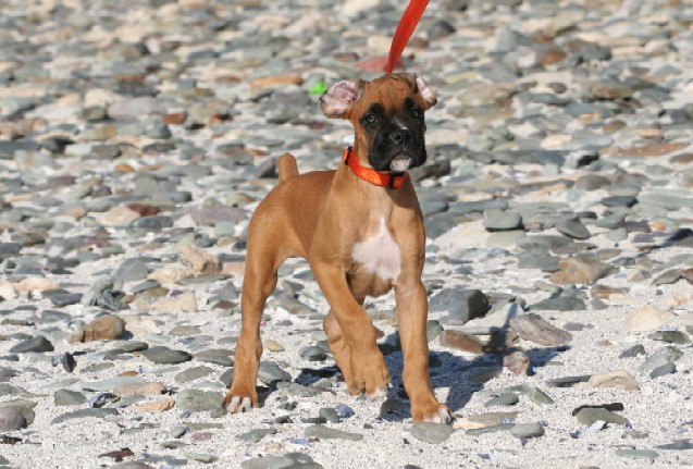 Odie 2