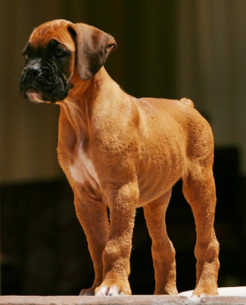 Odie 3