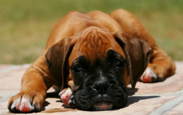 Odie 4