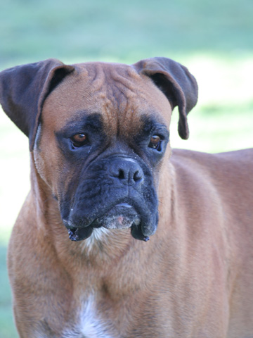 Odie all grown up