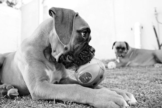 Odie and his ball