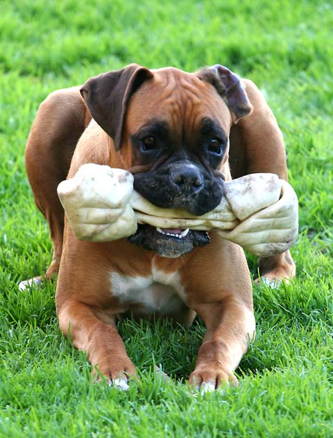 Odie and his new bone