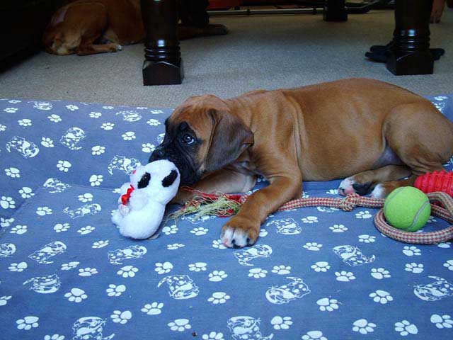 Odie and his new toys