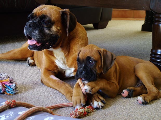 Odie and Sugar getting to know one another