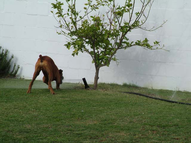 Odie and the irrigation system