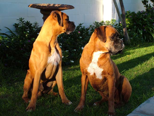 Odie at 6 months is now bigger than Sugar on her 10th Birthday