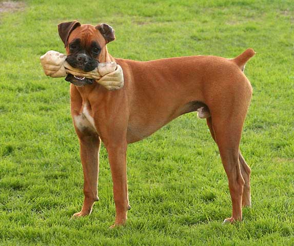 Odie at 9 months old