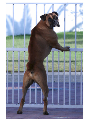 Odie at the gate