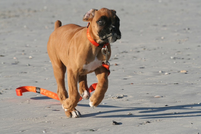 Odie running on the beach