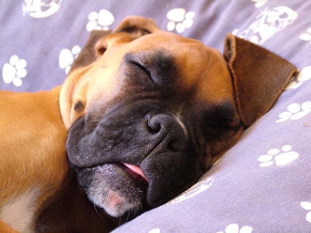 Odie sleeping