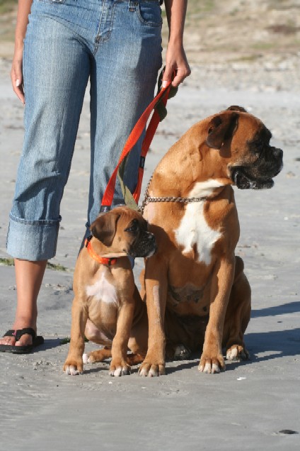 Odie & Sugar 1