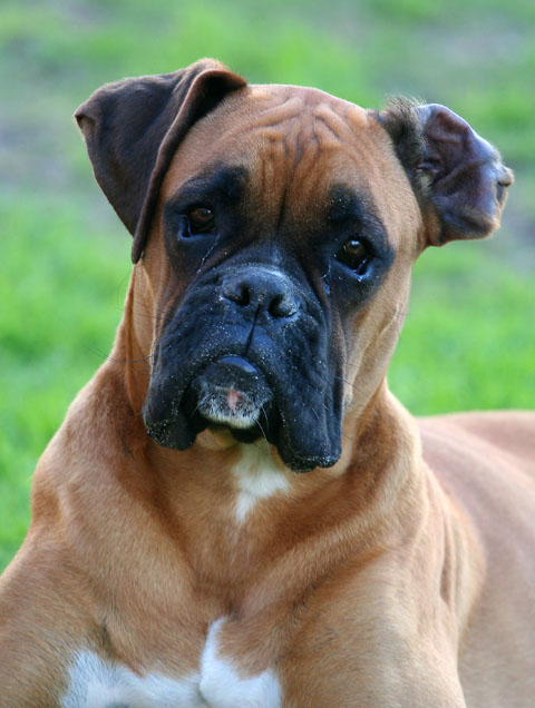Odie