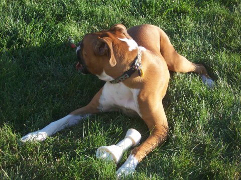 odie_12