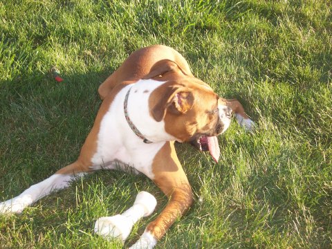 odie_13