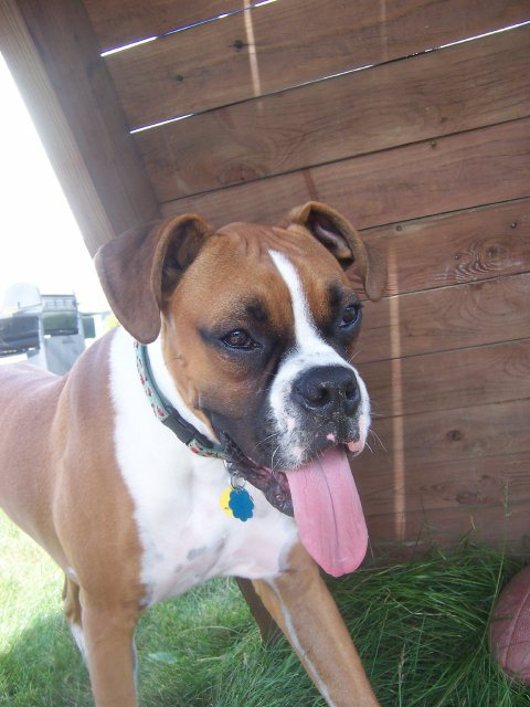Odie_close_up