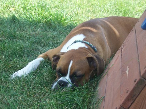 Odie_is_pooped