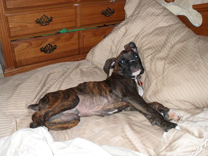 Odin All Comfy 1