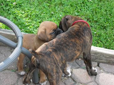 Odin and Bruiser
