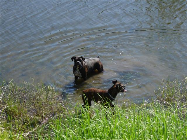 Odin and Hurri