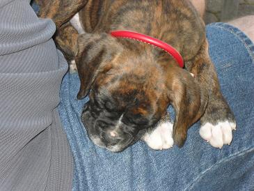 odin sleeping daddy