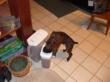 odin stealing food