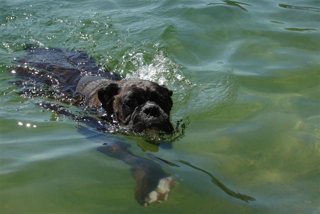 Odin swiming