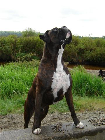 Odin