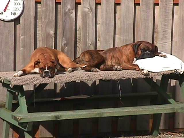 Oh, how we love that sunshine