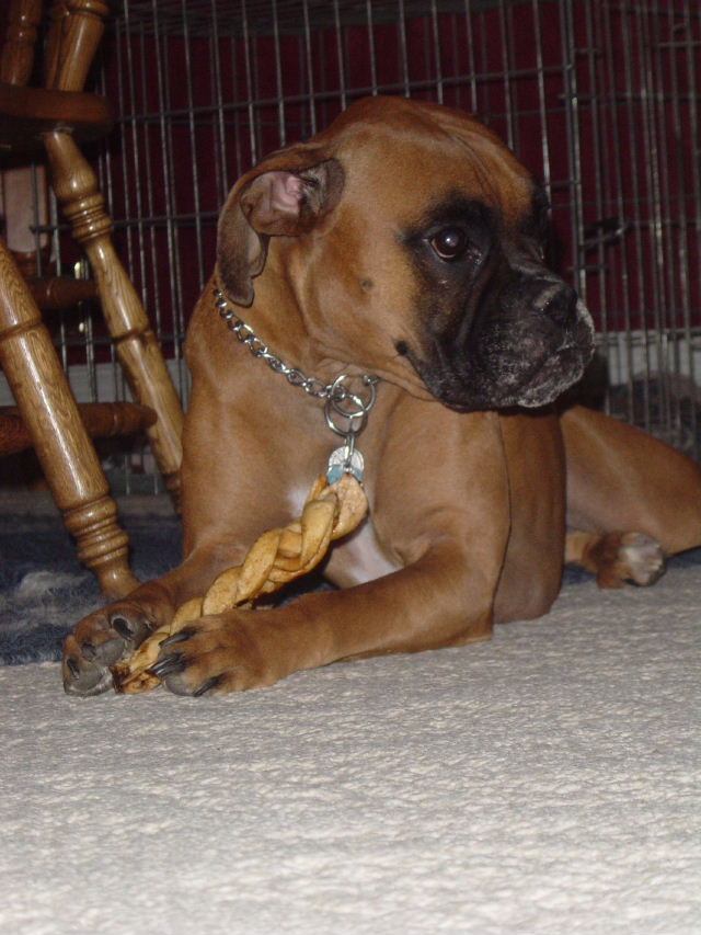 OH NO! Don't mess with my toy!