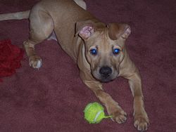 OH NO THE BIG BAD PIT BULL!