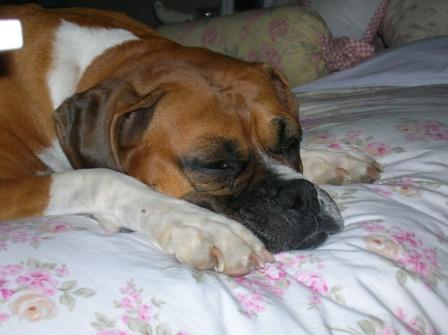 Oh so sleepy