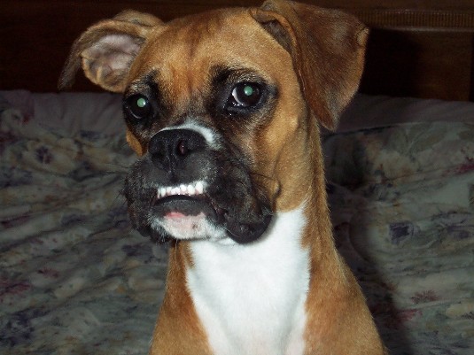 Ohhh, Vicious Doggie!