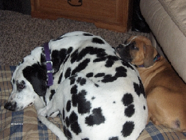 ohhhh he's letting me sleep next to him.