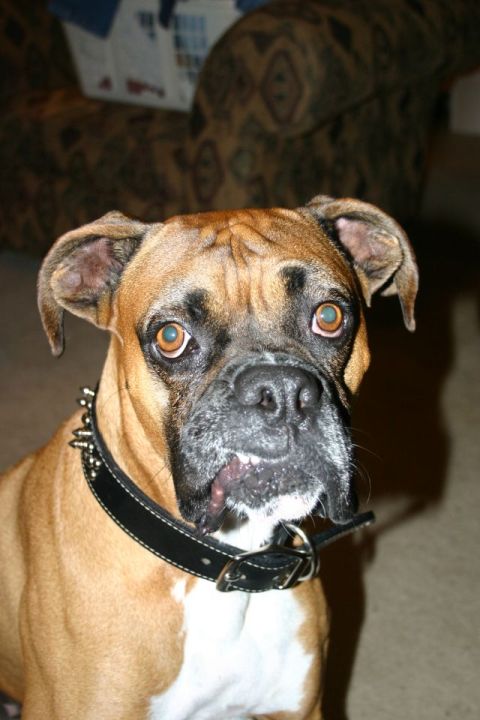 Ol' Brown Eyes