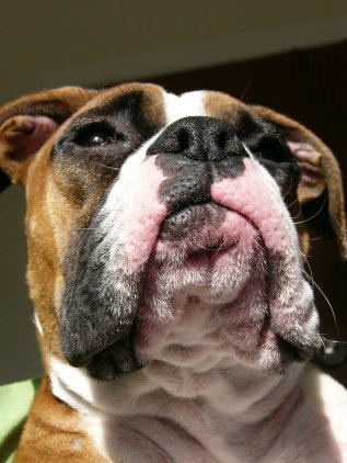 Old lady's chin...
