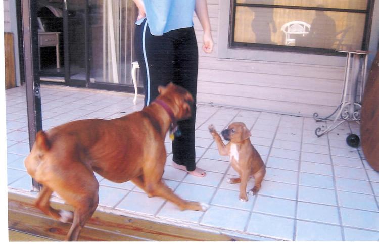 Oliver Boxing Layla