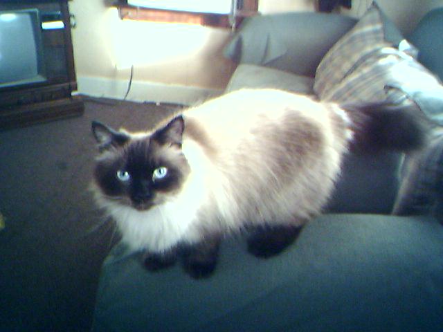Oliver-Persian Mix