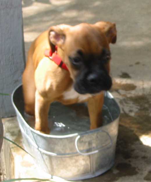 Ollie in water bucket