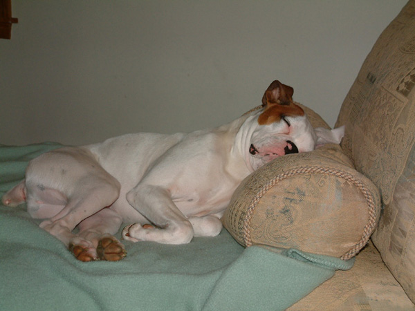 Ollie Sleeping
