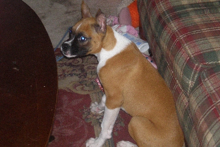 Ollie