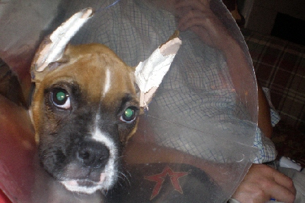 Ollies ears