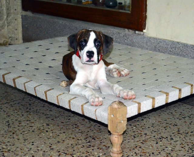 On his bed, at 12 wks.