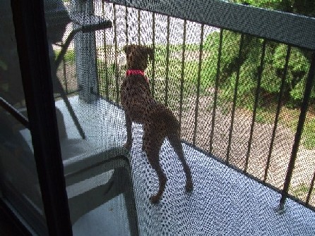 On the deck