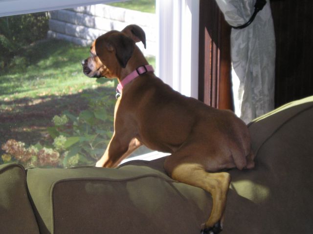 on the look out for cats and squirrels!!!