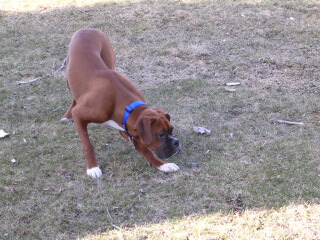 On the Prowl