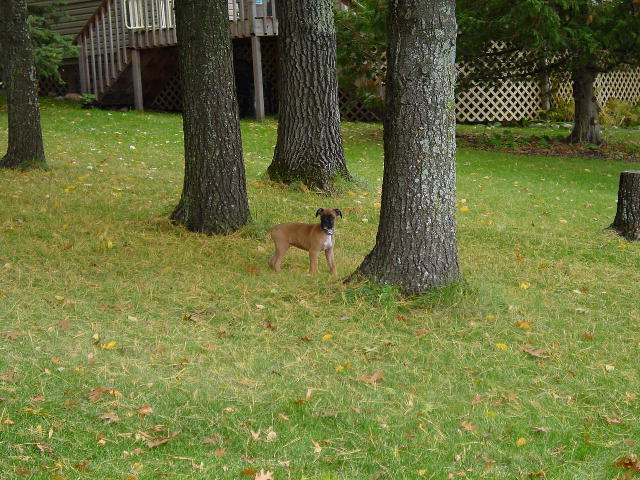 On the prowl...